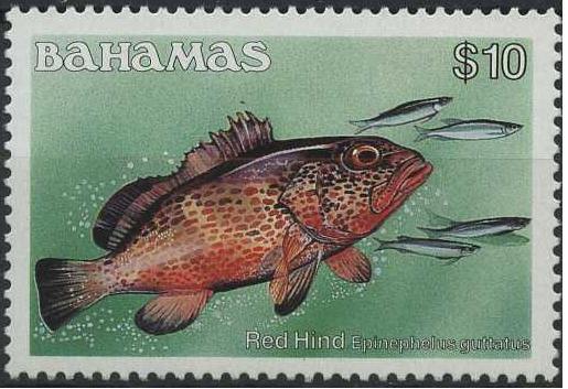 Timbre: Epinephelus guttatus