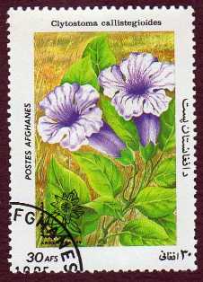 Timbre: Clytostoma callistegioides