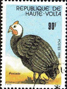 Timbre: &Eacute;levage : Pintade